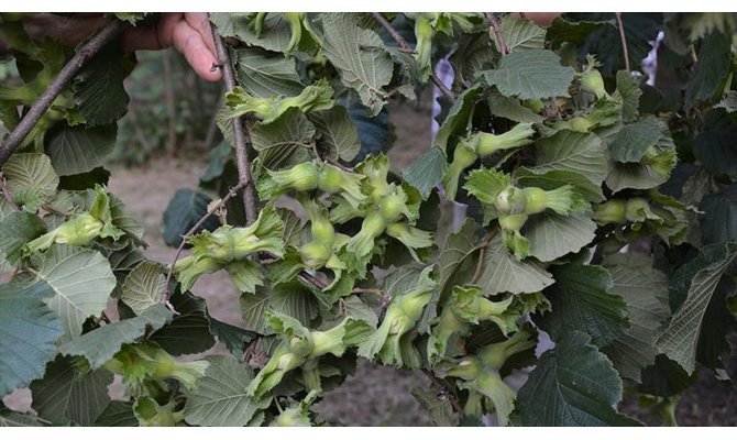 Fındık üreticisi bahçeye mutlu girdi