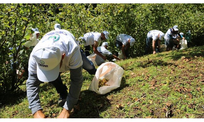 Sigortalı fındık işçileri hasada başladı