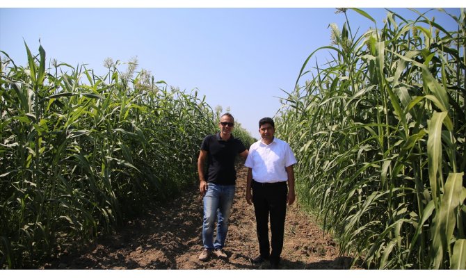 'Türkiye'nin ilk şeker sorgumlarını tescil ettirdik'