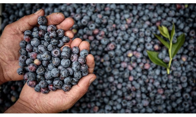 'Kadınlar bu meyveye ilgi gösteriyor'