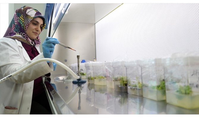 Nesli tükenmekte olan bitkiler laboratuvarda yetiştiriliyor