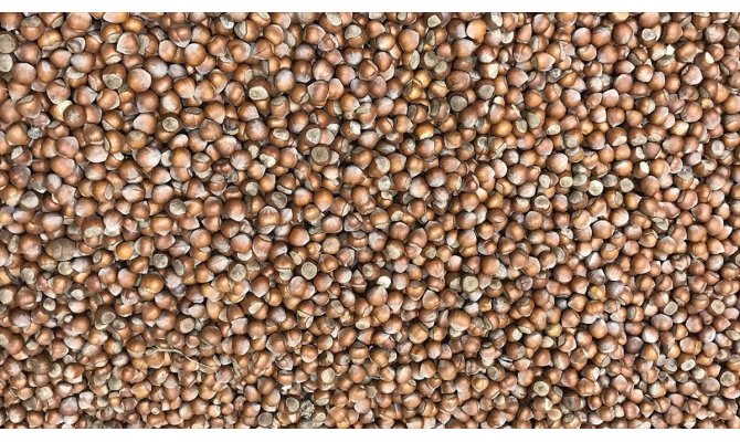 TMO fındık alımlarında yedinci kez devrede