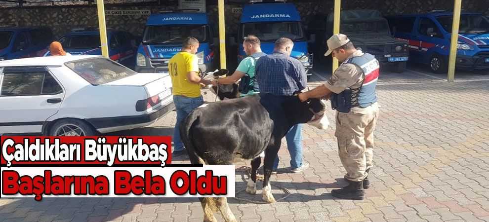 Çaldıkları Büyükbaş Başlarına Bela Oldu