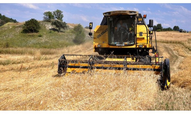 Siyez buğdayında verim yüz güldürüyor