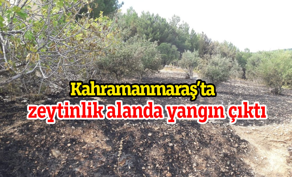Kahramanmaraş’ta zeytinlik alanda yangın çıktı