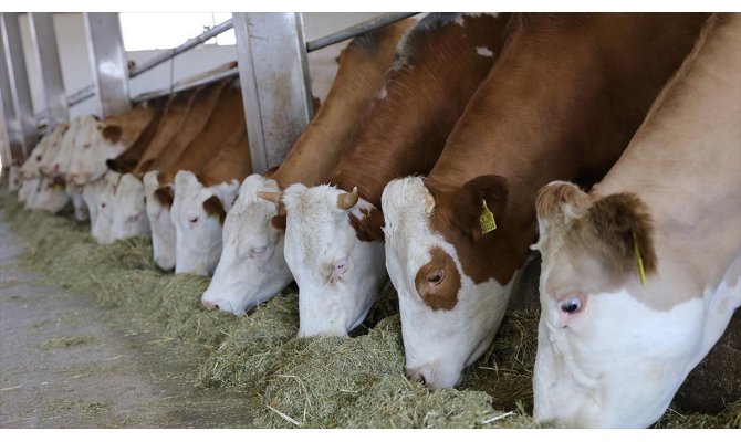 Türkiye'nin hayvan varlığı 70 milyona yaklaştı