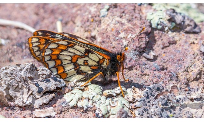 '12 bin yaşındaki' kelebek Ağrı Dağı'nda yeniden görüntülendi