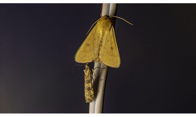 'Türkiye'nin Çatısı'ndaki gece kelebekleri kayıt altına alınıyor