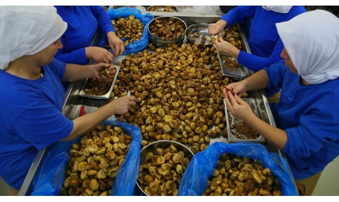 Kuru incir üretimi rekora koşuyor