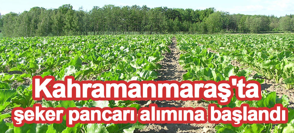 Kahramanmaraş'ta şeker pancarı alımına başlandı