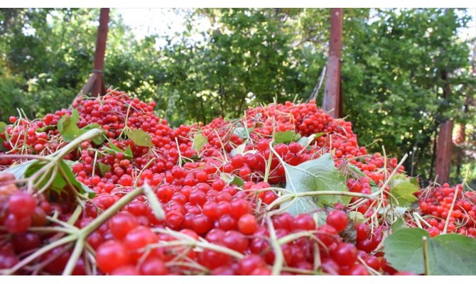 Tescilli 'Bünyan gilaburusu'nda verim de talep de arttı