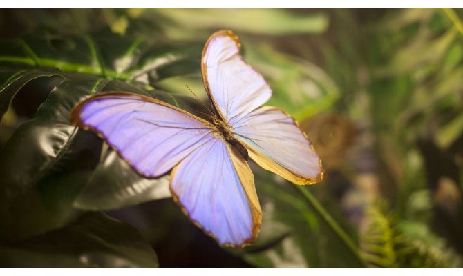 'Fotoğraf stüdyosu' gibi kelebek bahçesi