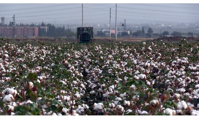 Pamuk üreticilerinden 'prim desteği artırılsın' talebi