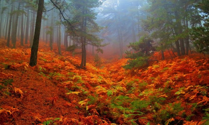 Kazdağları sonbahar renkleriyle göz kamaştırıyor