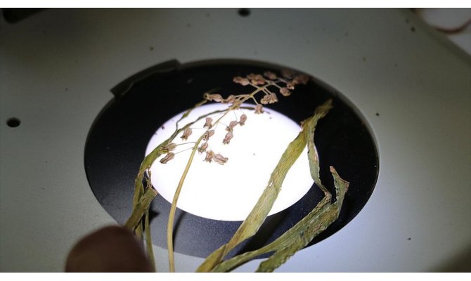 Bitki türleri kurutularak kayıt altına alınıyor