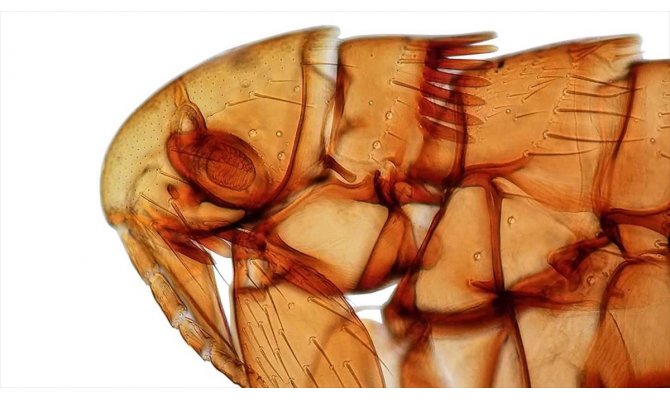 Keşfettiği pire türlerine kızlarının adını verdi