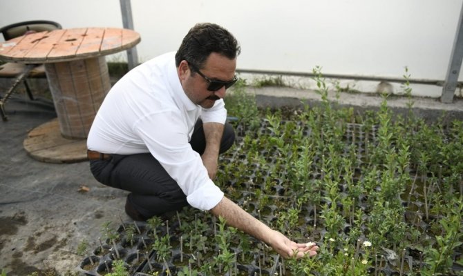 Elbistan’da lavanta vadisi oluşturuluyor