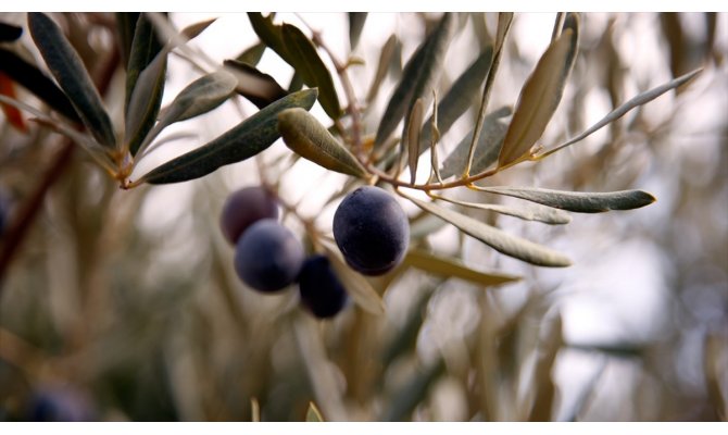 Zeytinde yüksek verim ve kalite üreticiyi sevindirdi