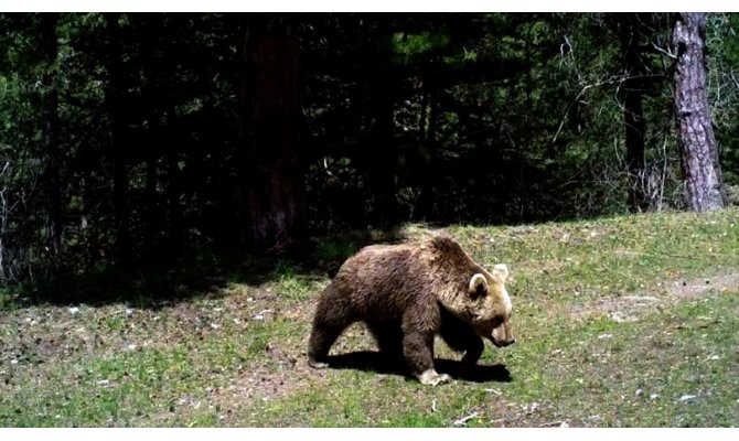 'Göçmen boz ayılar' kış uykusu için yuvalarına döndü