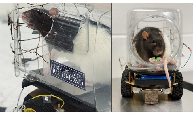 Bilim insanları farelere araba sürmeyi öğretti