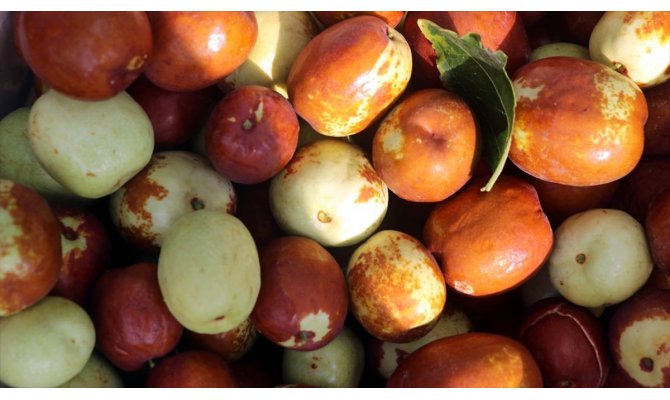 Hünnap üretimin artırılması hedefleniyor