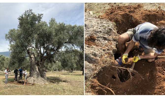 3 bin yıllık ağacın 'sır' yaşını nükleer fizikçiler ortaya çıkardı
