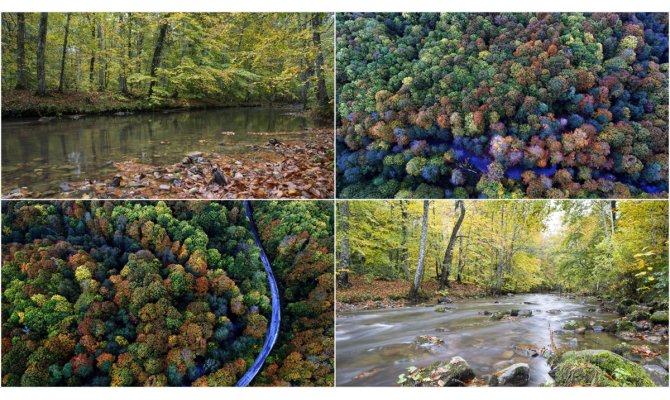 Istranca ormanlarında sonbahar güzelliği