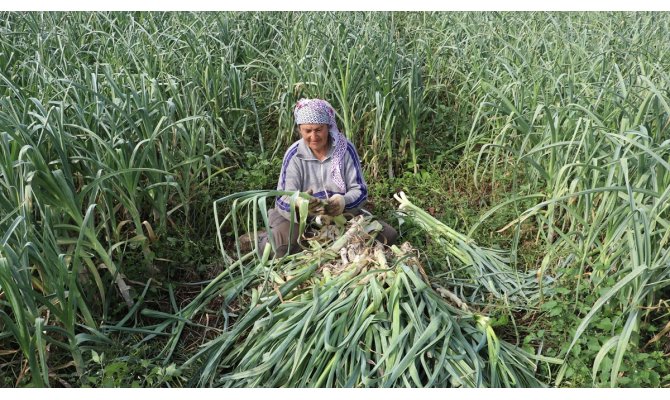 Pırasa üreticileri bu yılki verimden memnun