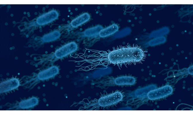 Bağırsaktaki bir bakteri kansere yakalanma riskini artırıyor