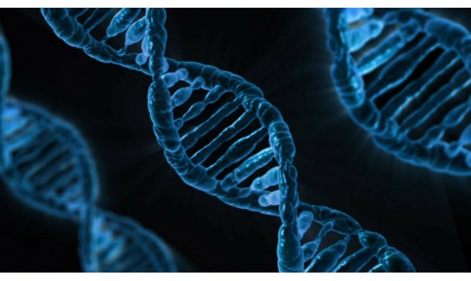 Genleri düzenlenen T hücreleri kanser hastalarında kullanıldı