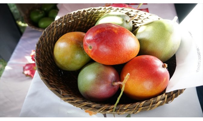 Tanesi 50 liraya satılan mango üreticinin yeni gözdesi