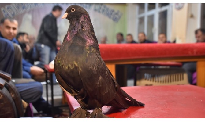 'Şampiyon', hem başarısıyla hem de sevgisiyle can yoldaşı oldu