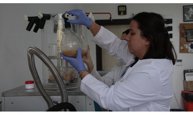 'Bacillus' bakterisinin pet ve naylonu parçalayabildiği belirlendi