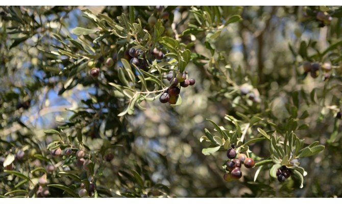 Prof. Dr. Karatay: Zeytin altındır, zeytinyağı da altının suyudur