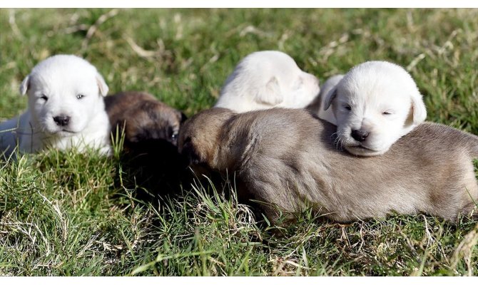 'Beşkardeşler' hayata tutundu