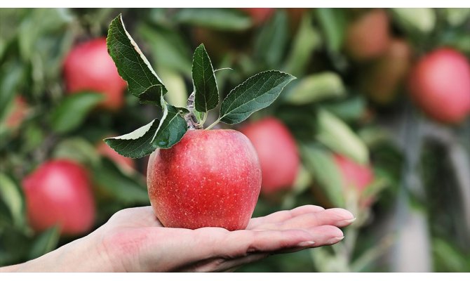 Bozulmadan 1 yıl saklanabileceği iddia edilen elma ABD'de satışa çıktı