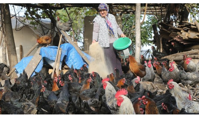 Eski buzdolabıyla başladıkları tavukçulukta yılda 200 bin lira kazanıyorlar