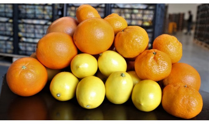 Narenciye ihracatında lider Rusya