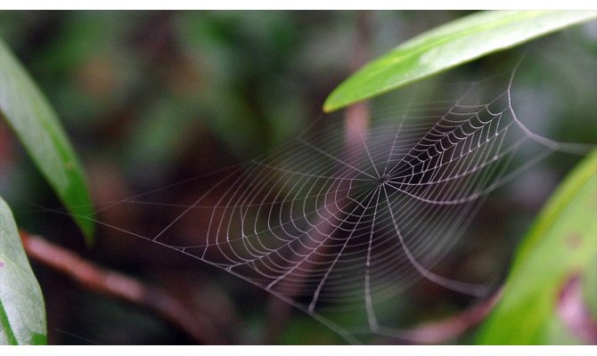 Amerikalı araştırmacılar 2019'da 71 yeni canlı türü keşfetti