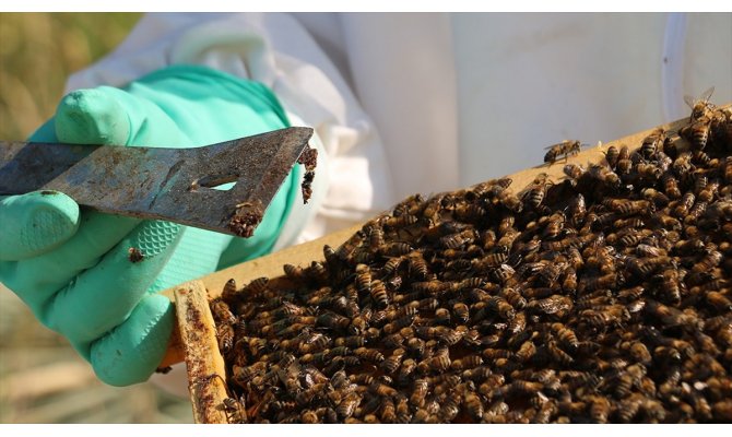 Bağışıklığı destekleyen propolis, antibiyotiğe gereksinimi azaltıyor