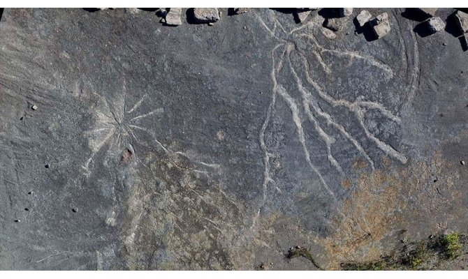 Dünyanın en eski ağaç fosilleri New York'ta bulundu