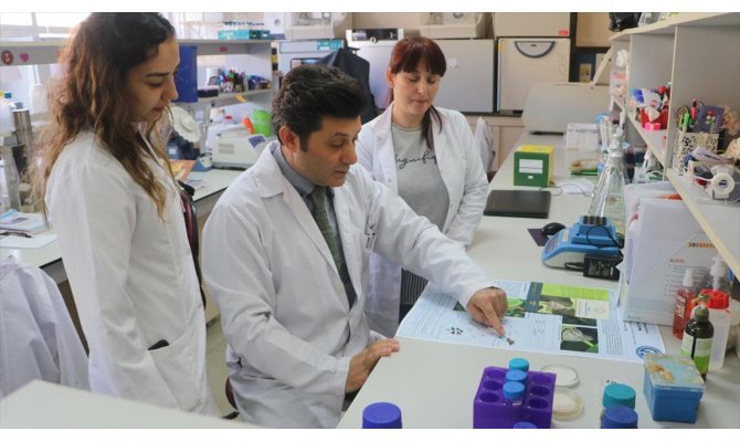 'Vampir kelebek' ile mücadele için yerli ilaç geliştirildi