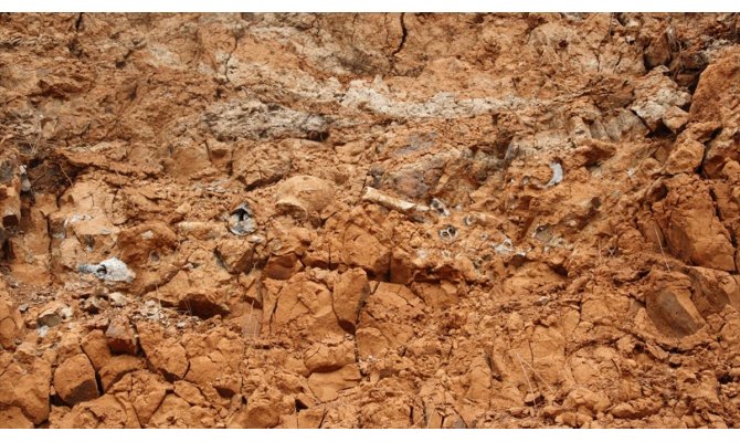 Denizli'de 8 farklı hayvan türüne ait fosil bulundu