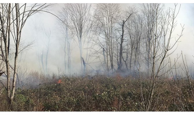 Trabzon'daki örtü yangınlarıyla ilgili 7 kişi hakkında soruşturma başlatıldı
