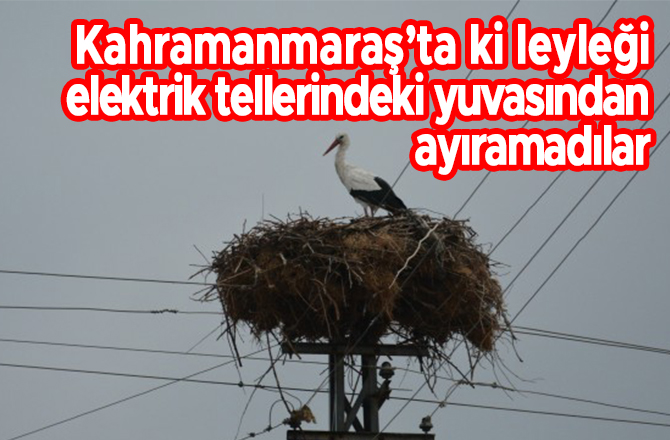 Kahramanmaraş’ta ki leyleği elektrik tellerindeki yuvasından ayıramadılar