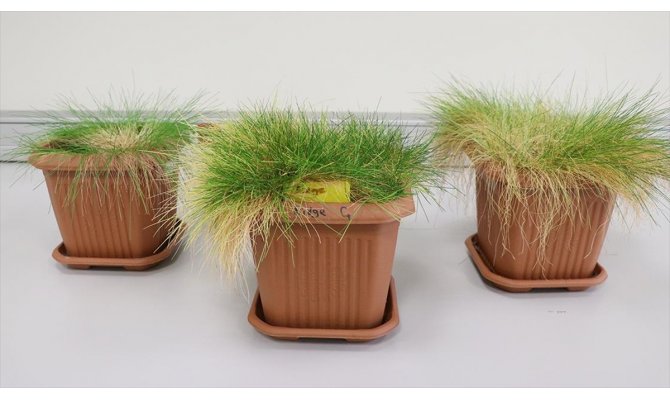 Antarktika'dan getirilen iki bitki türünün DNA'sı inceleniyor