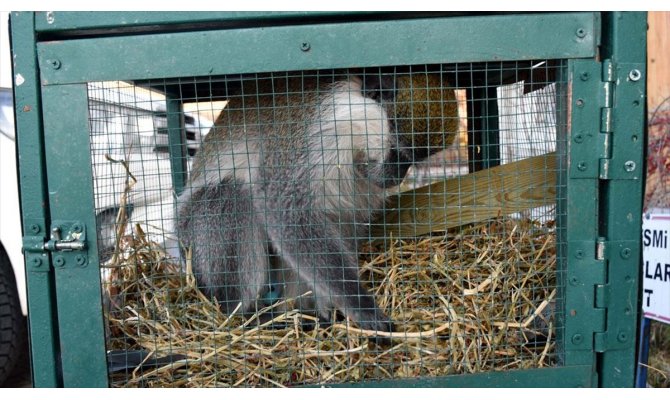 Aksaray'da evden kaçan maymun girdiği ahırda yakalandı