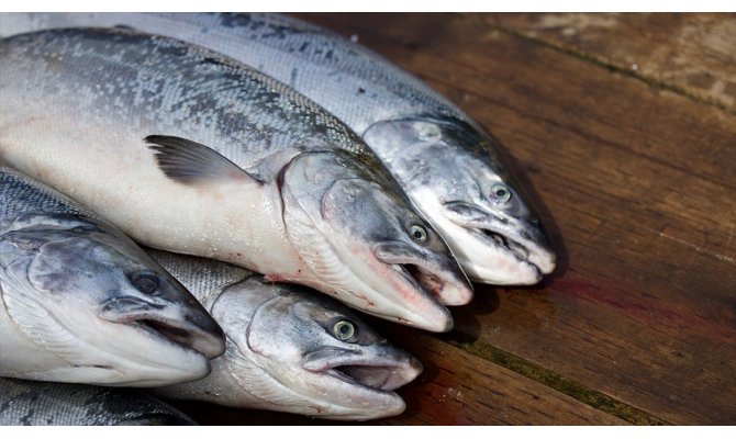 Küresel ısınma sofradaki balık çeşitliliğini tehdit ediyor
