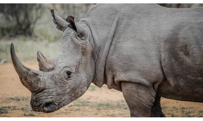 Nesli tükenmekte olan kuzey beyaz gergedanı kurtuluyor