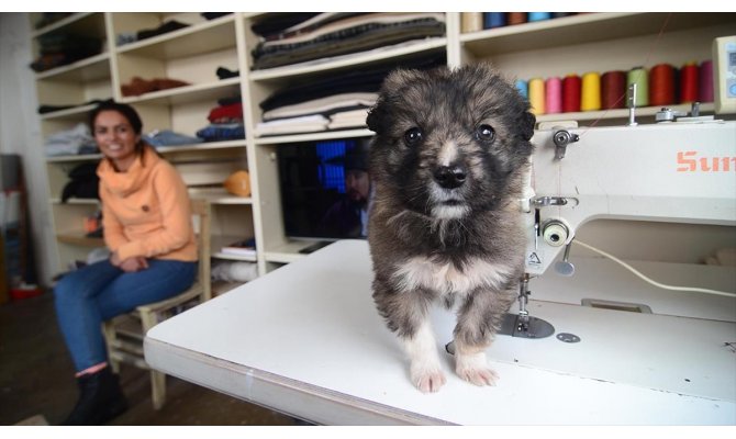 Donmak üzereyken buldukları 'Nota' ve 'Aşti' can dostları oldu